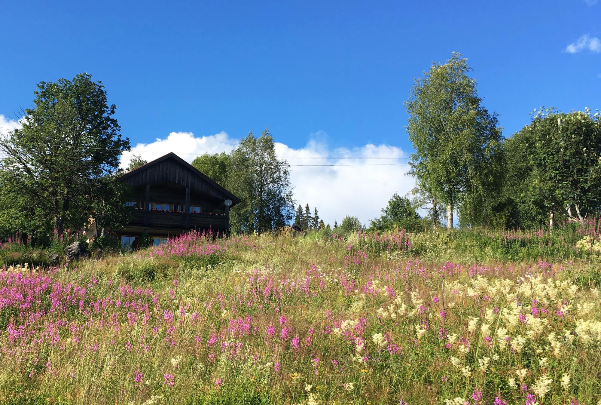 Restaurangen bakom en blomsteräng
